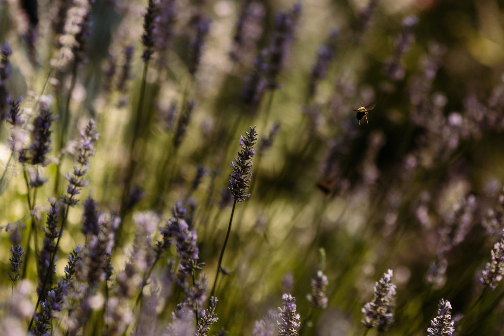 TheGrounds_0294